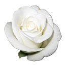 Rose White 1 icon